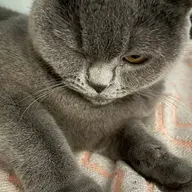 卢猫猫809